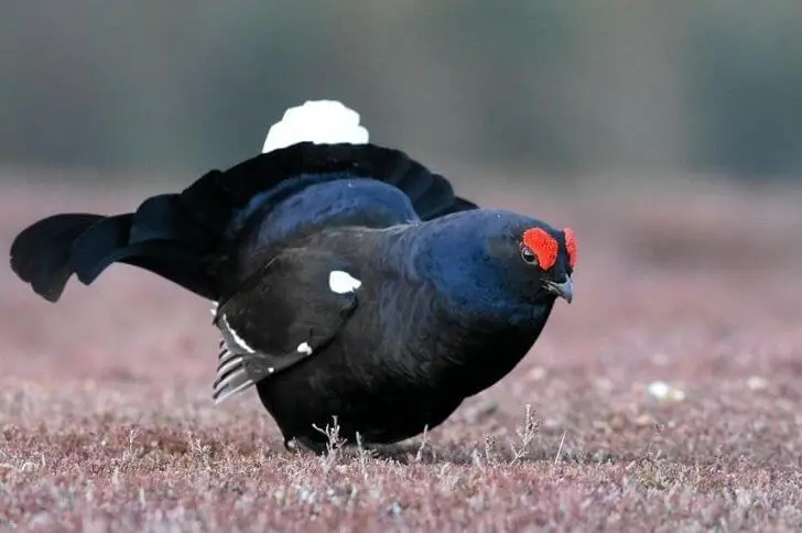 Black birds with black beaks