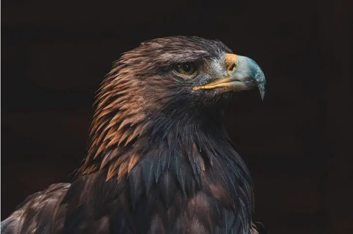  Black eagle