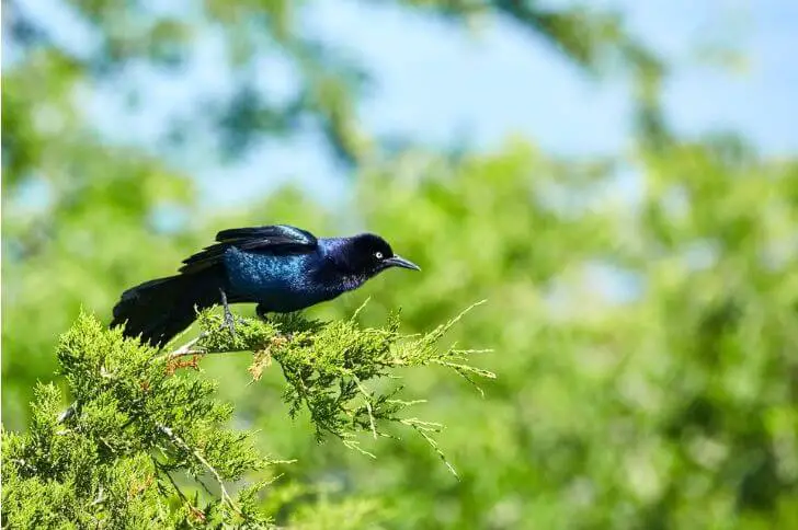 boat tailed grackle