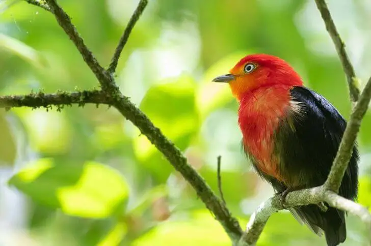 black bird red colored head