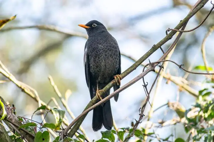 black bird with orange beak