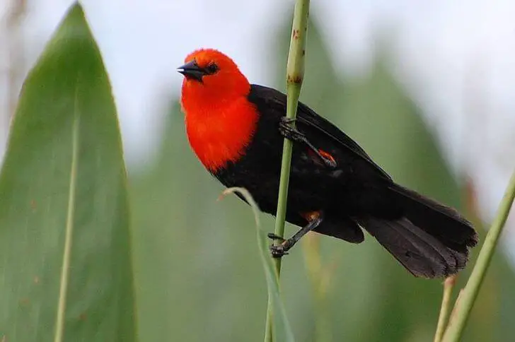 black bird with red head