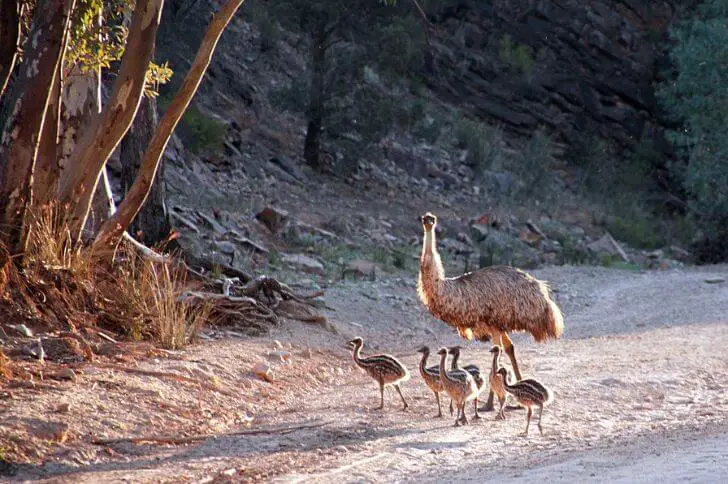 emu eggs and babies