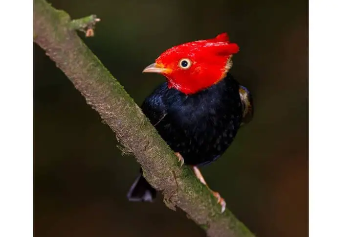 scarlet head birds 