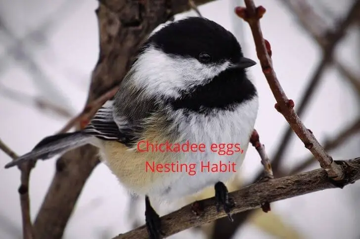 Chickadee eggs
