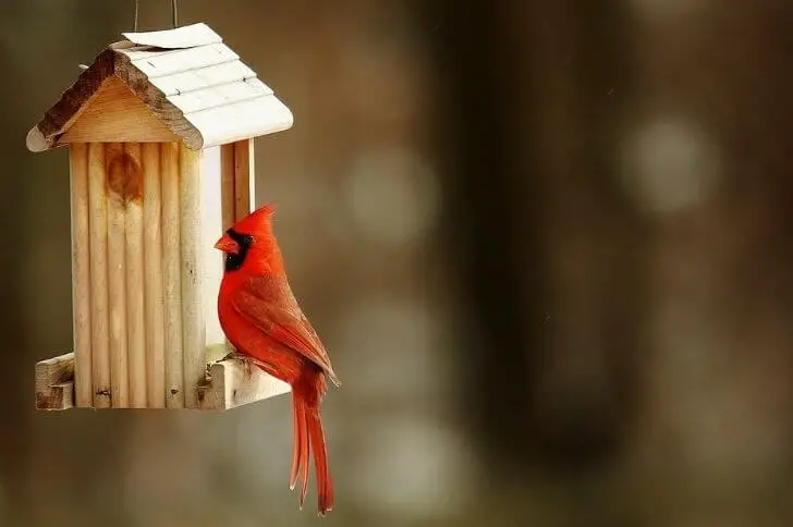 best cardinal bird house