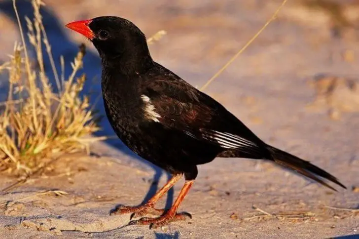 bird with a red beak 
