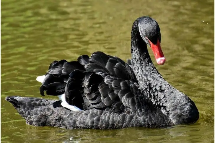 Red-beaked bird black swan 