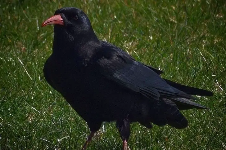 red billed black bird