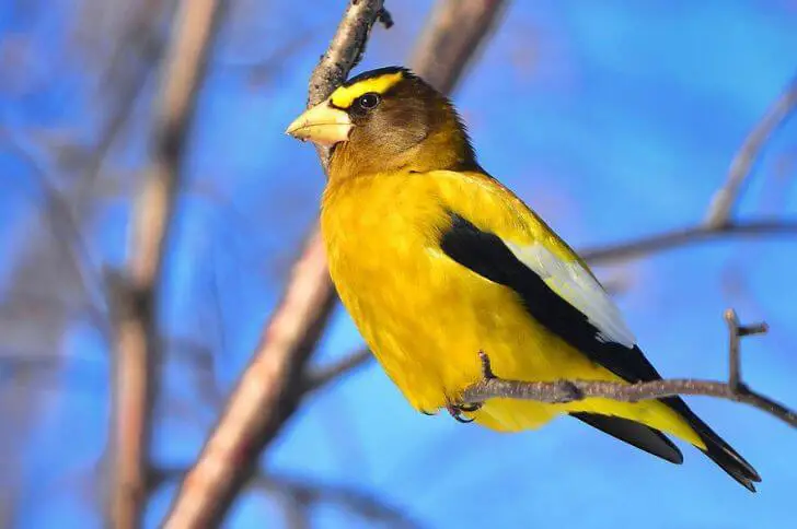 bird with yellow belly 