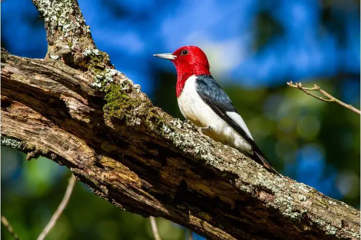black and white birds with red heads