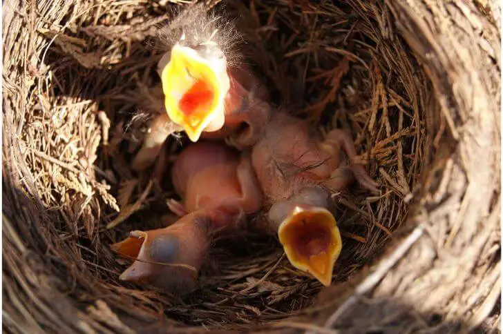 chickadee babies 