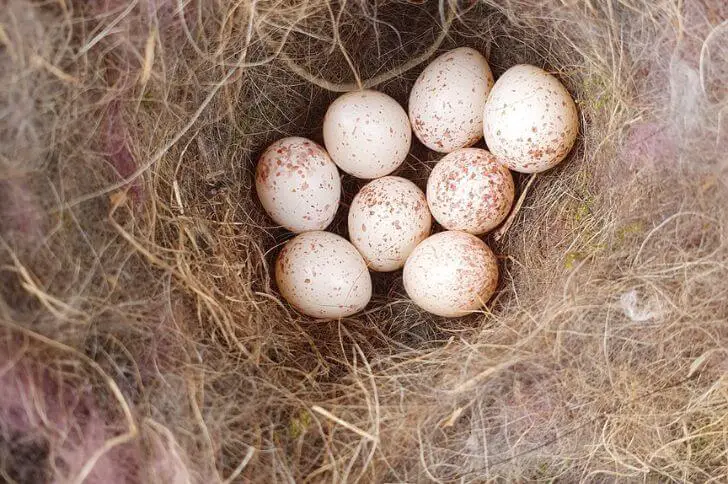 chickadee eggs 
