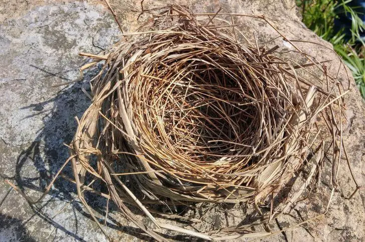 roadrunner nest