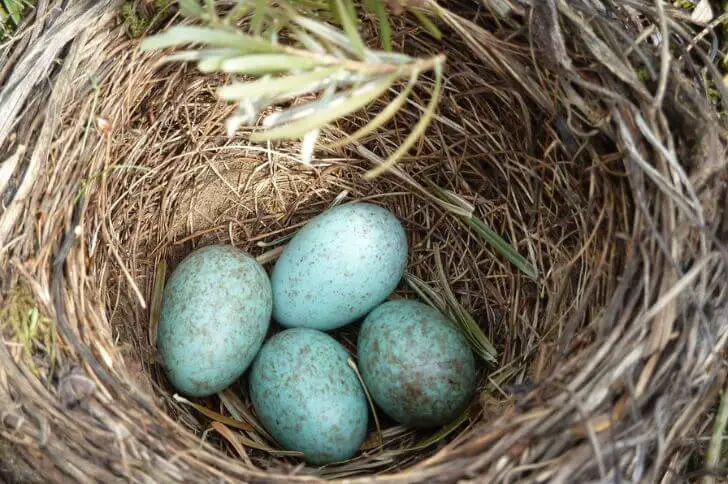 Black birds eggs