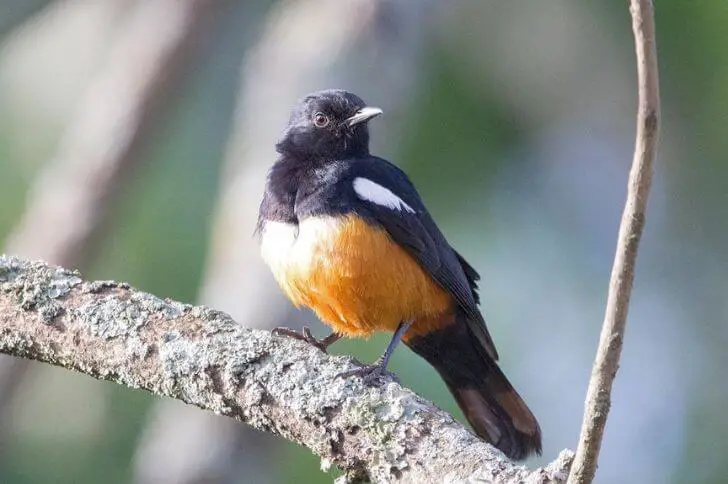 White-winged cliff chat
