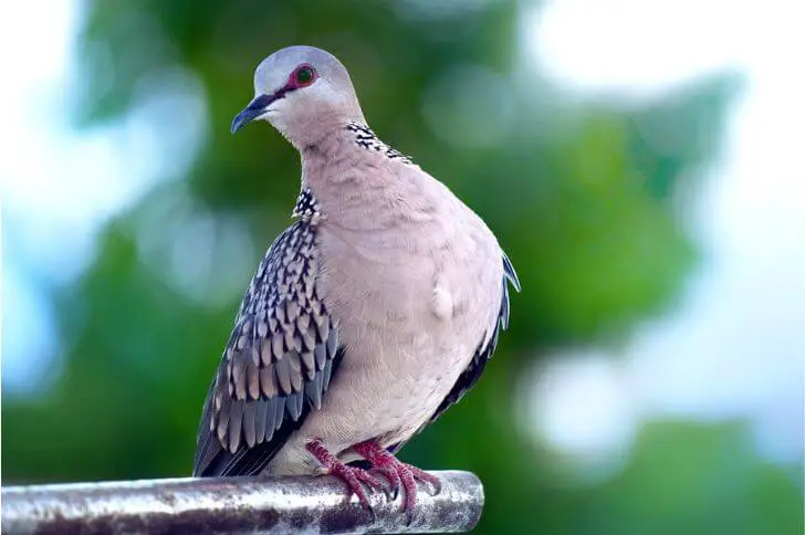 birds of Maui