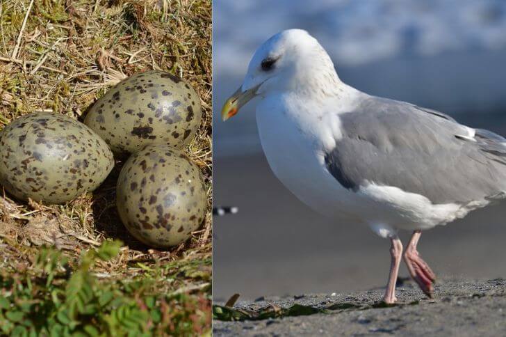 birds that lay spotted eggs 
