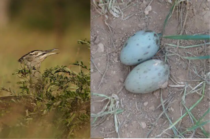 great bustard eggs with spots 