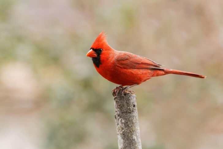 Northern cardinals 