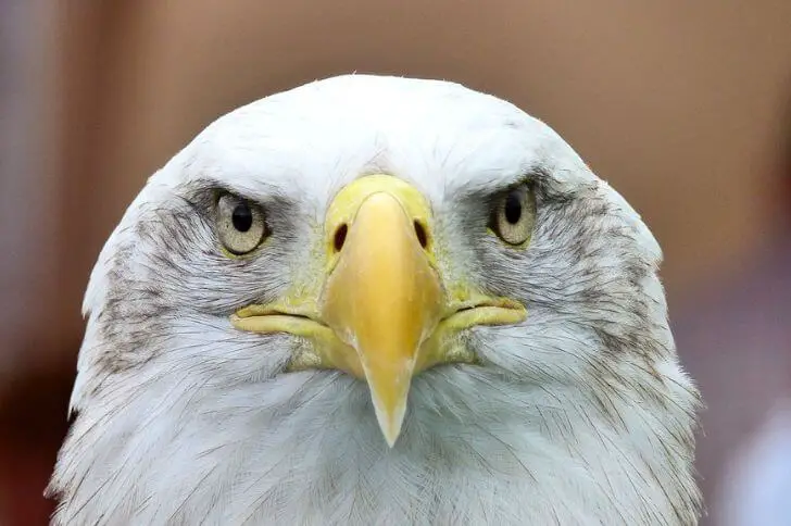 Bald eagles in Michigan