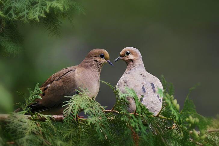 Mourning doves 