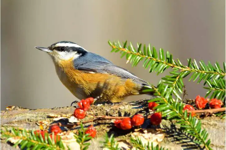  Red-Breasted Nuthatch