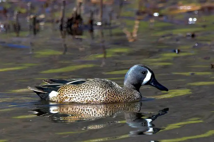  blue-winged teal