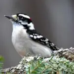 juvenile downy woodpecker
