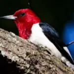 juvenile red-headed woodpecker