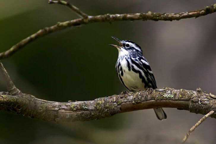 white and black warbler