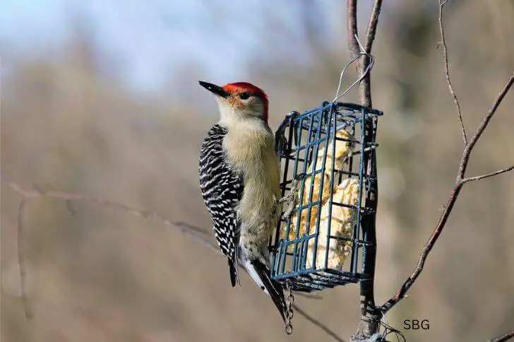  Red-bellied woodpecker