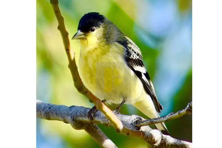 Yellow-bellied tit
