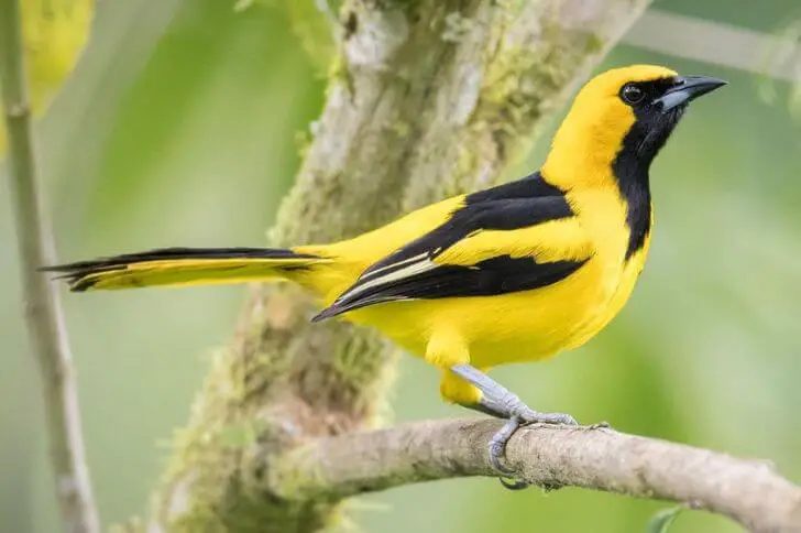 Yellow-tailed oriole