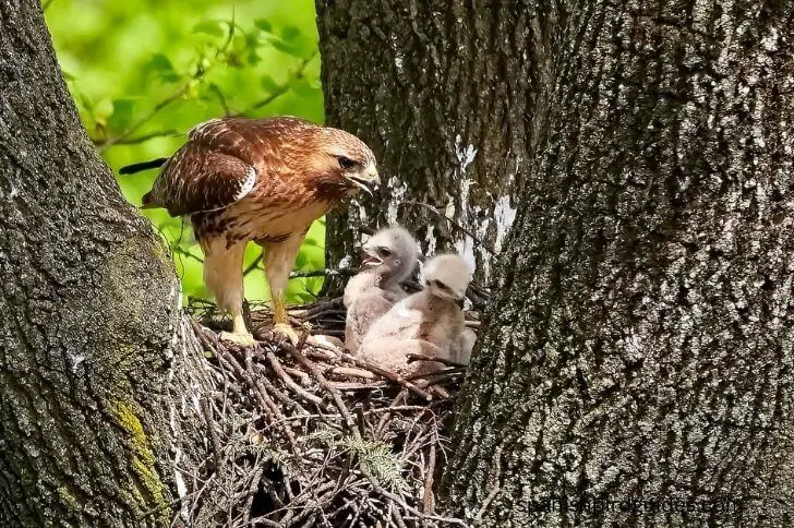 hawk babies