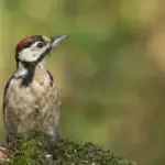 juvenile hairy woodpecker