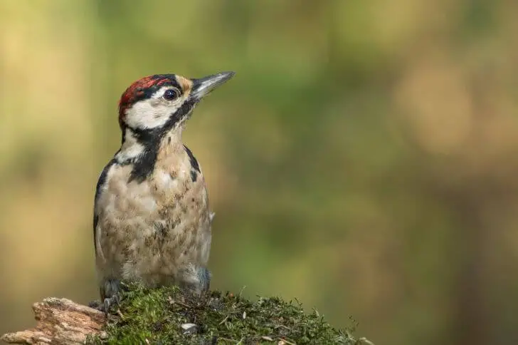juvenile hairy woodpecker