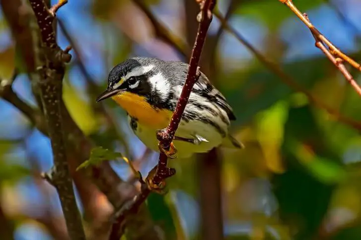 yellow throated warbler 