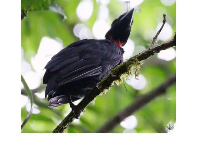 Bare-necked Umbrellabird