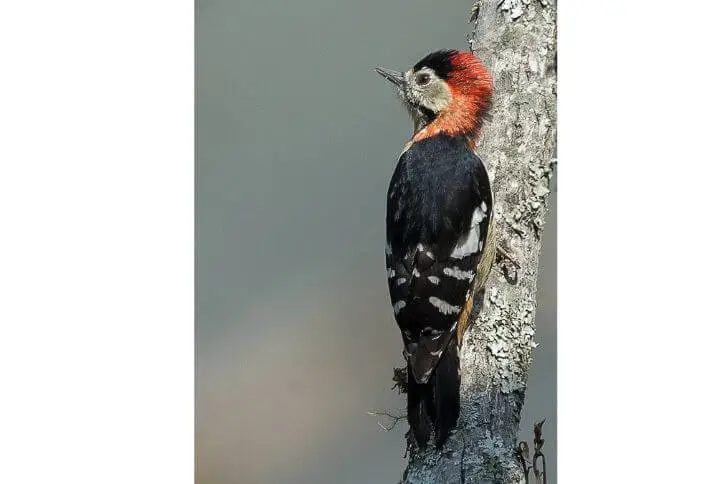 Crimson-breasted woodpecker
