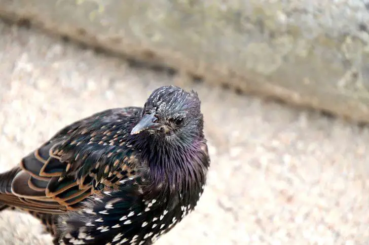  European starlings