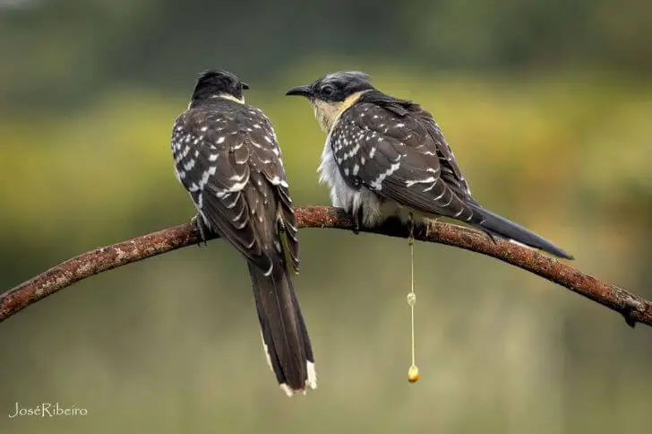 Great-spotted cuckoo