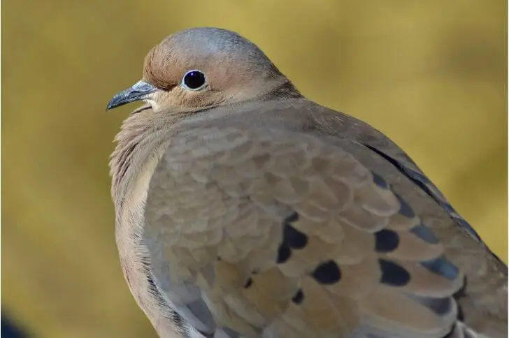  Mourning dove