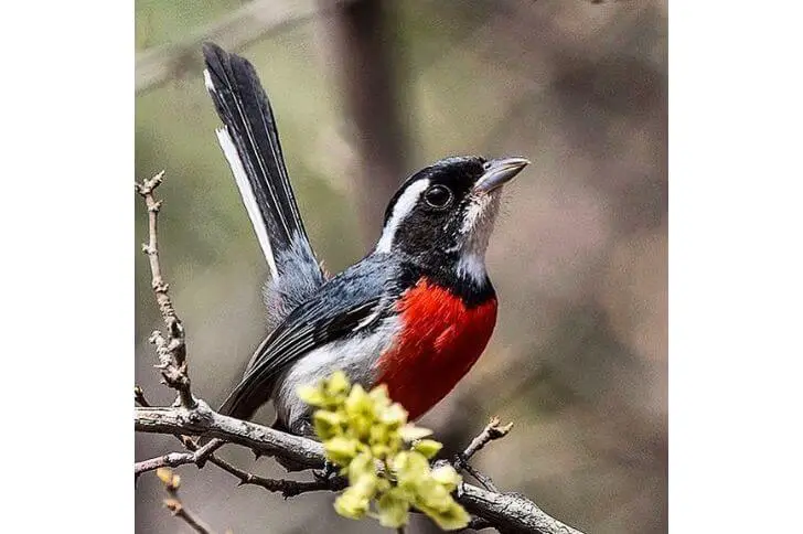 Red-breasted chat