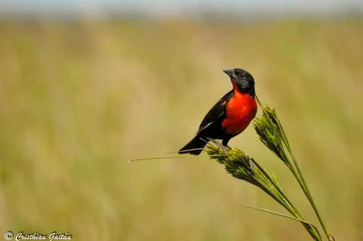 Red-breasted meadowlark