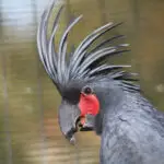 black birds with mohawks