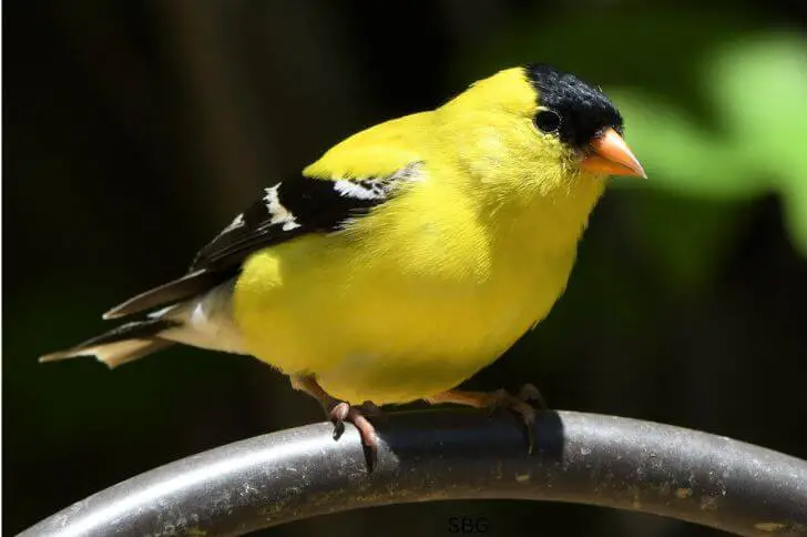 yellow birds in san diego