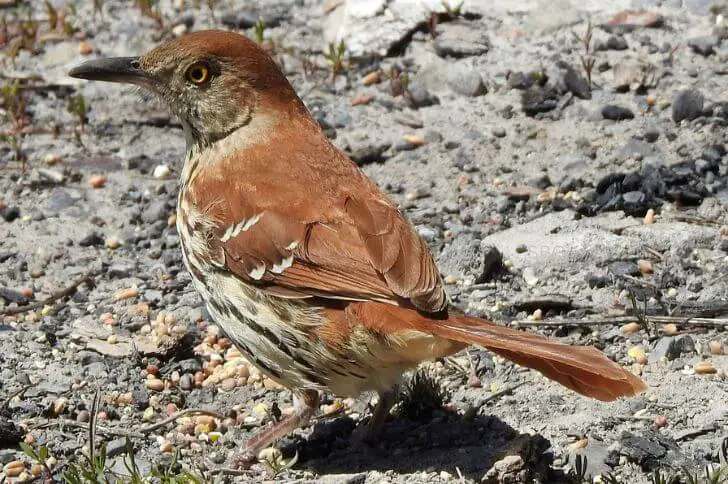 brown birds with long tails