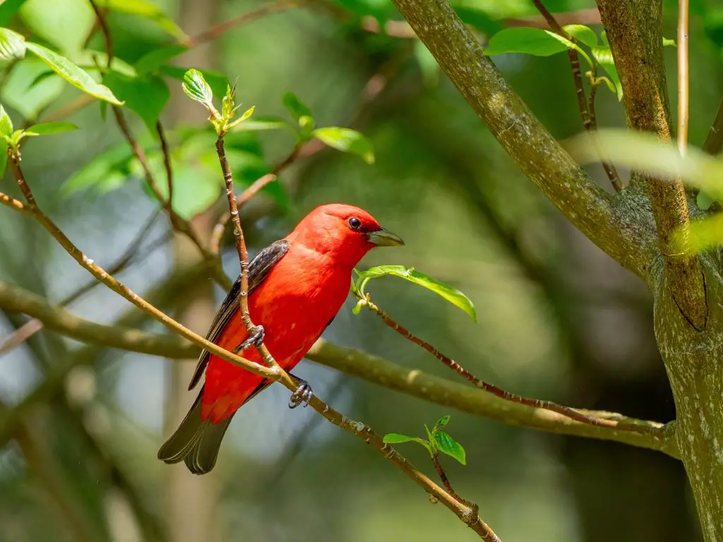 small bird with red head